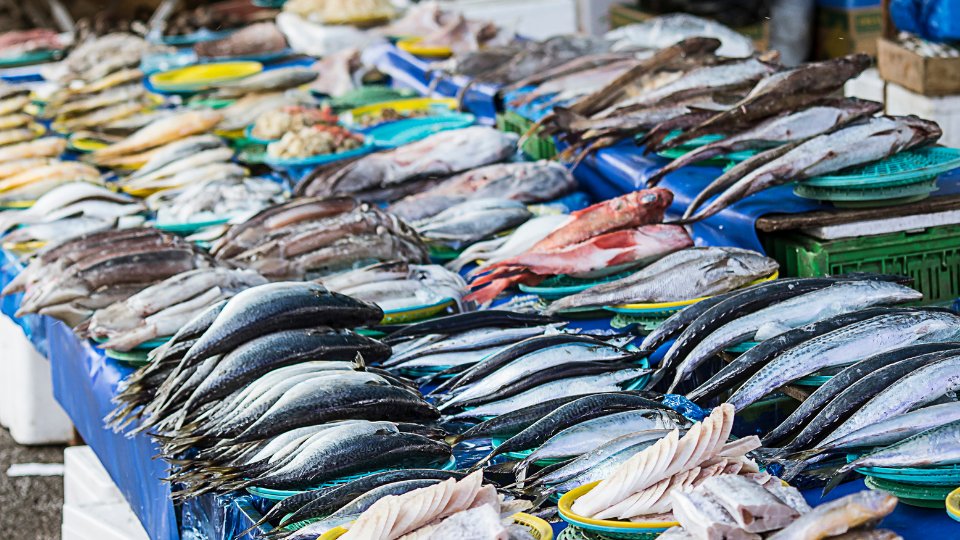 Finned Fish Allergy