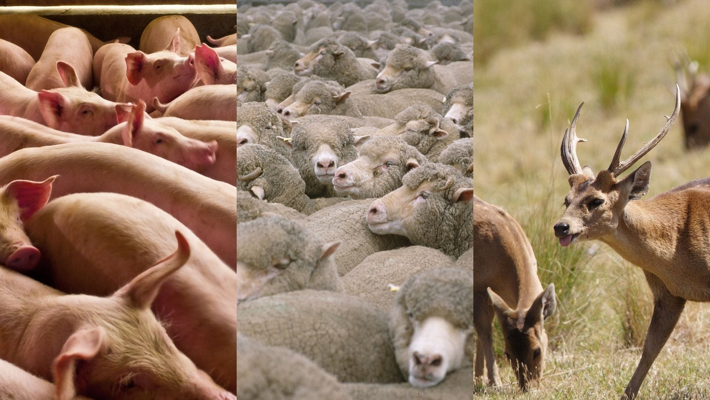 Mammalian Meat Allergy (Alpha-gal Syndrome)