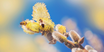 Some steps to manage your Pollen Allergies